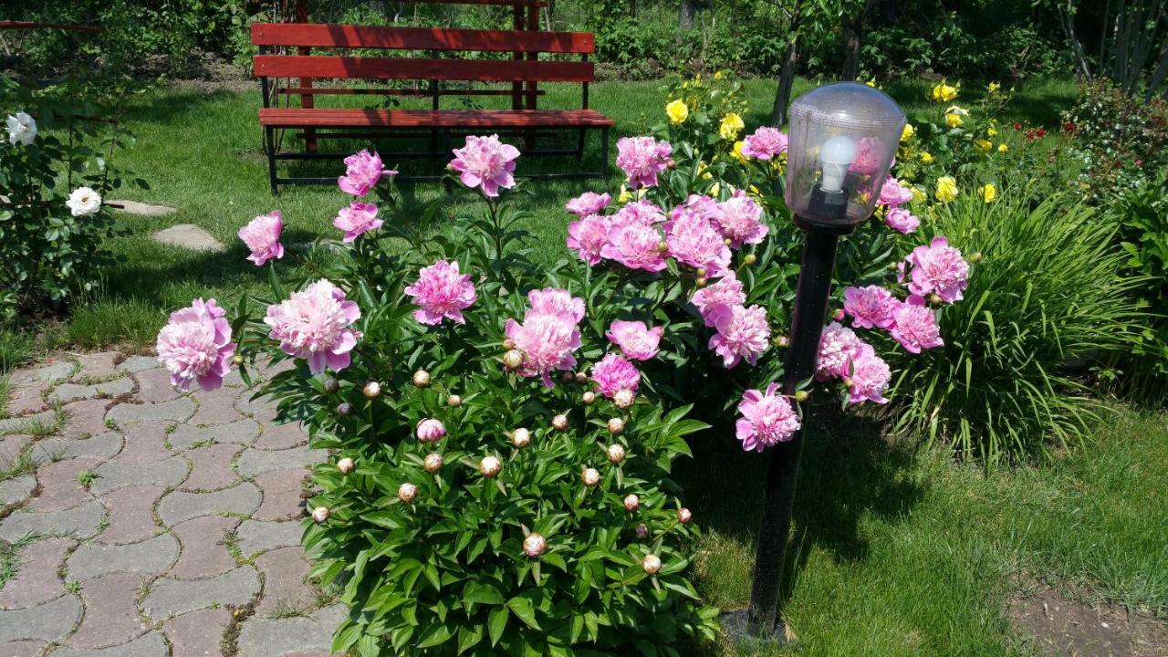 Pension Delia Gardens 蒂米什瓦拉 外观 照片