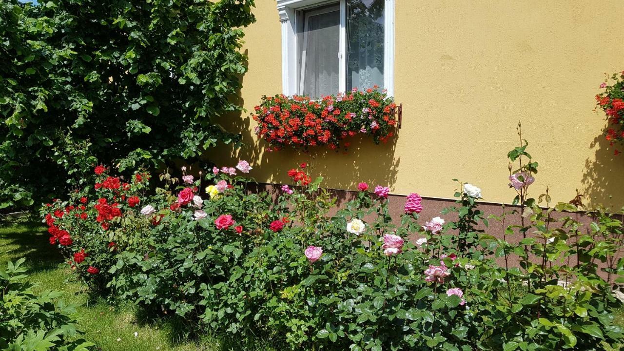 Pension Delia Gardens 蒂米什瓦拉 外观 照片